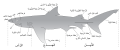 Parts of a shark-ar.svg
