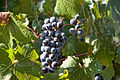 Paseo del Vino Winery (16366057703).jpg