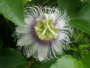 <center>Passiflora edulis var. flavicarpa</center>