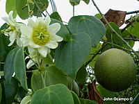 Passiflora guatemalensis