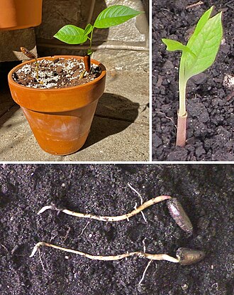 Pawpaw seeds require deep planting. Otherwise, the extending taproot will push the seed up above the soil (photo upper left). Pawpaw rooting examples 3 photos.jpg