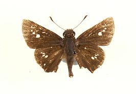 Polytremis discreta