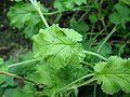 Pelargonium suburbanum subsp. suburbanum 2020-02-08 7446.jpg