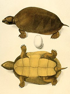 <span class="mw-page-title-main">Big-headed Amazon River turtle</span> Species of turtle