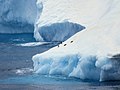 Penguins on edge of ice berg Coral Princess Antarctica.jpg
