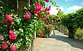 Rose Gardens in the Belfast Botanic Gardens (North Ireland)