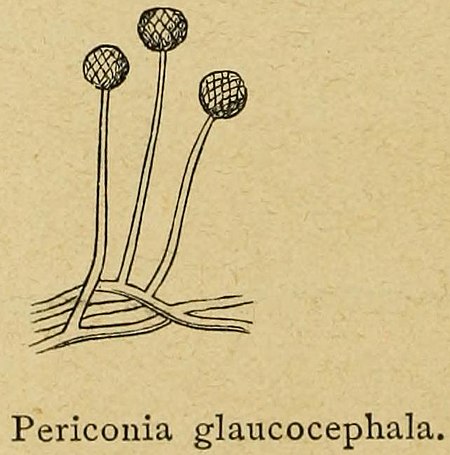 Periconia glaucocephala.jpg