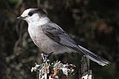 A living Perisoreus canadensis, or grey jay Perisoreus canadensis mercier2.jpg