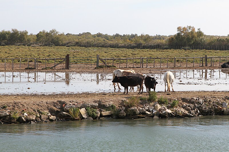 File:Petit-Rhone 20181009 079.jpg