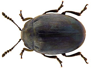 <i>Phaedon armoraciae</i> Species of beetle