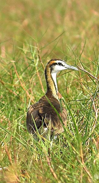 Delwedd:Pheasant-tailed jacana Odisha India.jpg