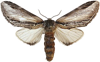 <i>Pheosia tremula</i> Species of moth