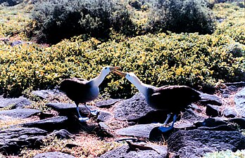 Albatrossen: Vlucht, Lijst van geslachten, Bedreiging