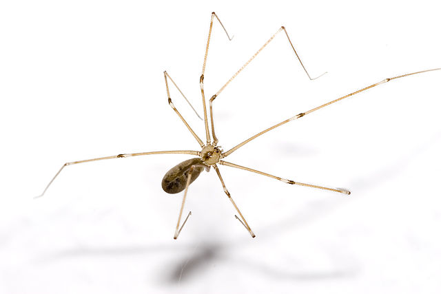Harvestman - Daddy Longlegs - North American Insects & Spiders