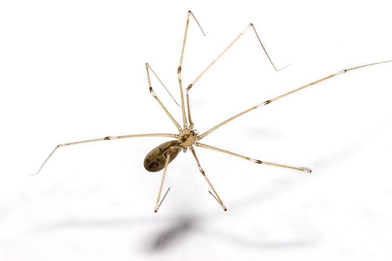 Giant Daddy-long-legs Spider (Araneae (spiders) of the British