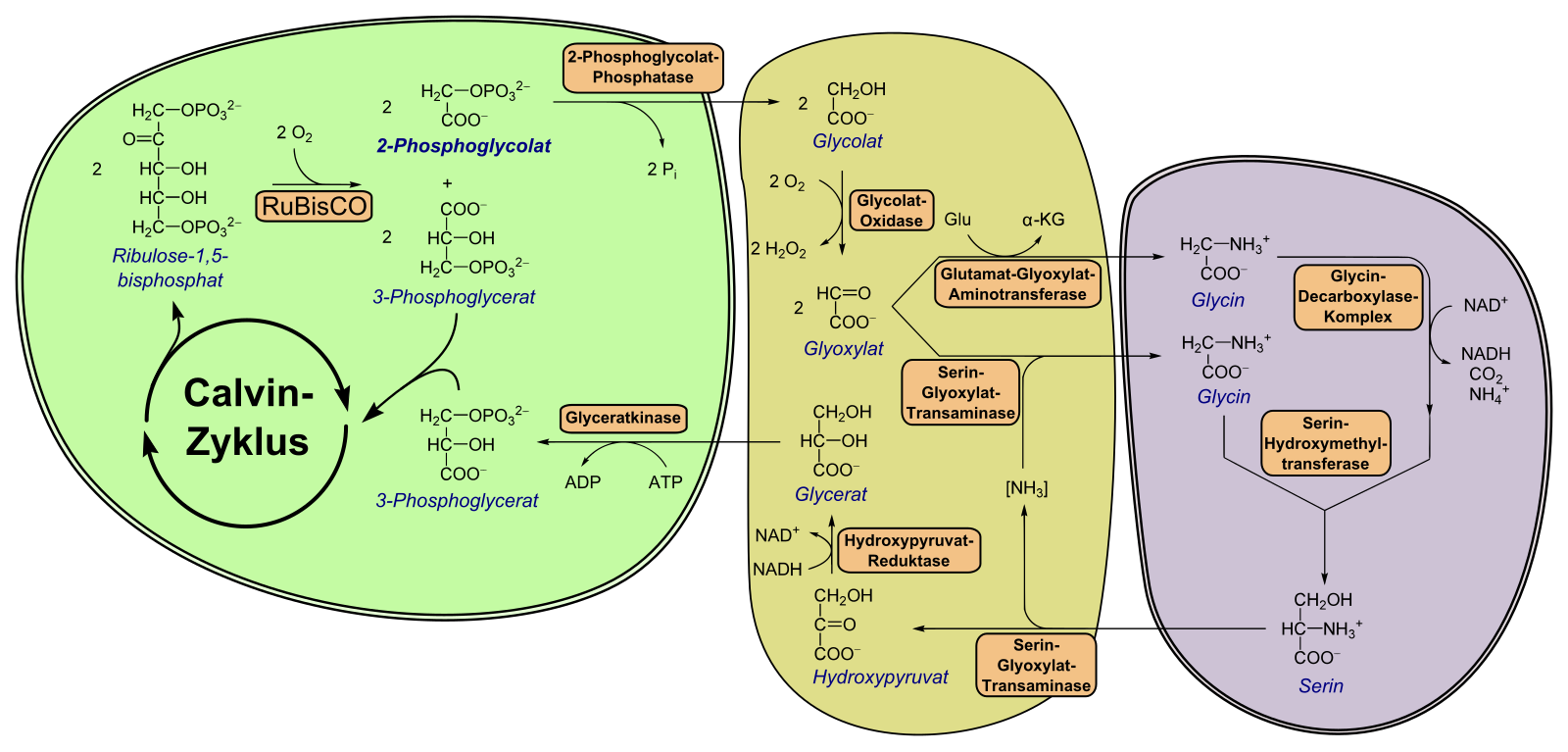 Цикл кальвина происходит в хлоропласта. Фотодыхание гликолатный цикл. Цикл Кальвина в фотосинтезе. Фотодыхание РУБИСКО. Схема фотодыхания.