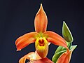 Phragmipedium dalessandroi