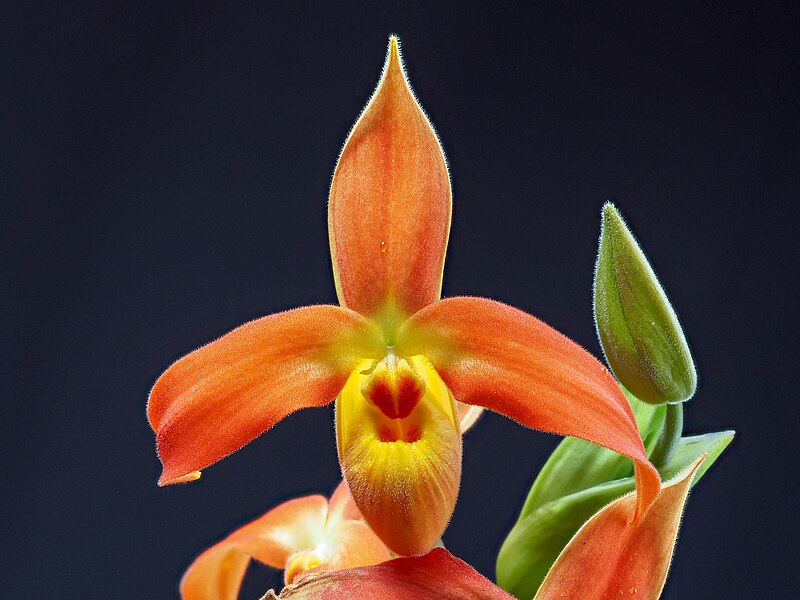 File:Phragmipedium dalessandroi 'Fox Valley' x self (flower).jpg