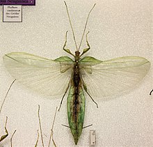 Phyllium caudatum - male with open wings.jpg