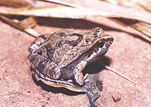 Indivíduos da espécie Physalaemus cuvieri apresentando colorações castanho claro, bege