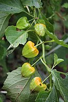 Physalis alkekengi var. franchetii (fruits s3).JPG