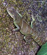 Physignathus cocincinus (Cuvier, 1829) Indo-chinese Water Dragon (16173880720).jpg