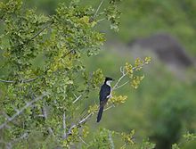 Jacobin cuckoo in Pune, Maharashtra Pied-Cuckoo.jpg