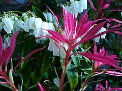 Pieris Japonica Mountain Fire.jpg