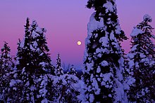 Lune dans un ciel mauve entre des sapins sous la neige.