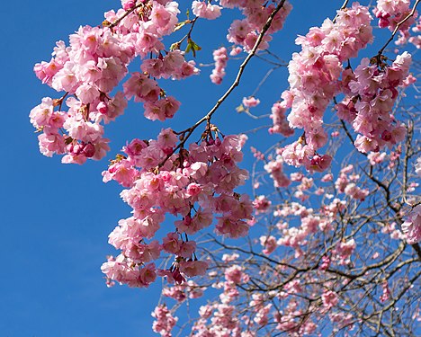 Double cherry blossoms