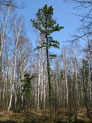 Pinus rigida, Betula pendula