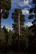 European red pine (Pinus sylvestris) in Picos de Urbión (Spain)