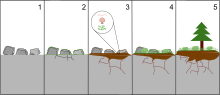 The diagram above shows how pioneer species lead to soil formation and allow less rugged fauna to grow in the area.
.mw-parser-output figure[typeof="mw:File/Thumb"] .image-key>ol{margin-left:1.3em;margin-top:0}.mw-parser-output figure[typeof="mw:File/Thumb"] .image-key>ul{margin-top:0}.mw-parser-output figure[typeof="mw:File/Thumb"] .image-key li{page-break-inside:avoid;break-inside:avoid-column}@media(min-width:300px){.mw-parser-output figure[typeof="mw:File/Thumb"] .image-key,.mw-parser-output figure[typeof="mw:File/Thumb"] .image-key-wide{column-count:2}.mw-parser-output figure[typeof="mw:File/Thumb"] .image-key-narrow{column-count:1}}@media(min-width:450px){.mw-parser-output figure[typeof="mw:File/Thumb"] .image-key-wide{column-count:3}}
Bare rock
Weathering allows hardy pioneer species to grow on the rocks.
Decomposition of pioneer species provides organic material to make soil.
Small annual plants are able to grow on the soil.
As the soil layer grows plants such as trees are able to colonize the area. Pioneer species colonization leading to primary sucession.svg