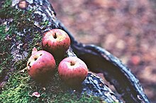 Wealthy apples Piper Orchard three apples.jpg