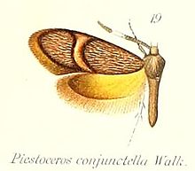 Pl.2-19-Piestoceros conunctella Walker, 1863.jpg