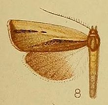 Pl. 40-fig.08-Ancylolomia endophaealis Hampson, 1910.JPG