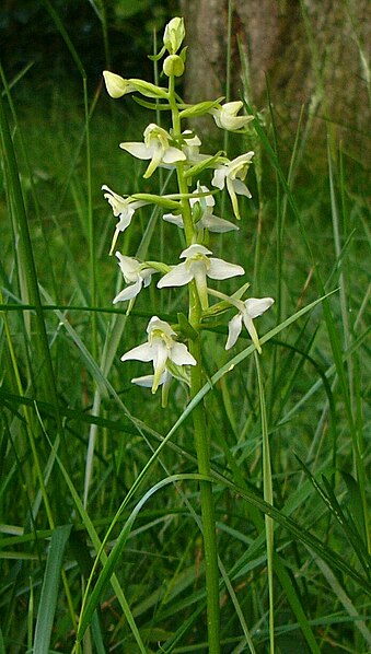 File:Platanthera chlorantha spike.jpg