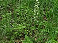 Platanthera densa