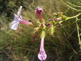 Plumbago auriculata