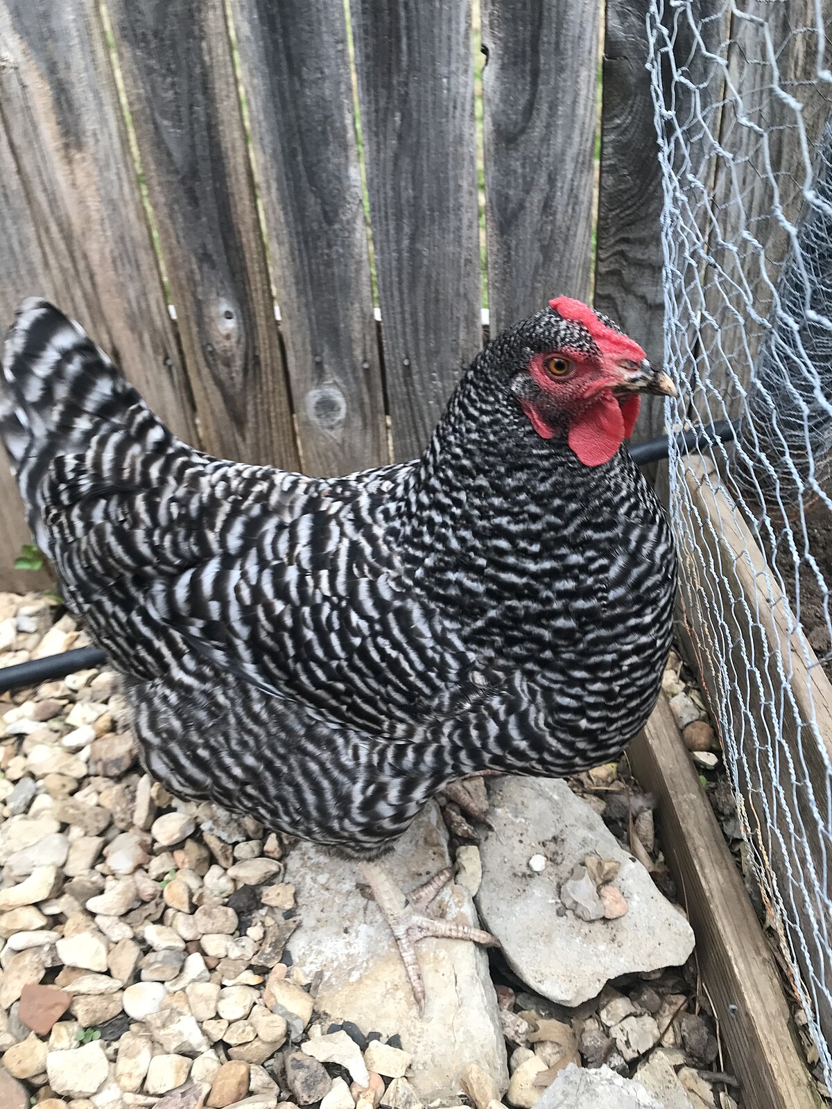 blue jersey giant chicken