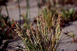 <i>Poa confinis</i> Species of grass