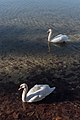 * Nomination Pair of swans at the Johannes Brahms Promenade, Poertschach am Woerther See, Carinthia, Austria --Johann Jaritz 04:18, 16 December 2015 (UTC) * Promotion  Support Good quality.--Agnes Monkelbaan 06:04, 16 December 2015 (UTC)