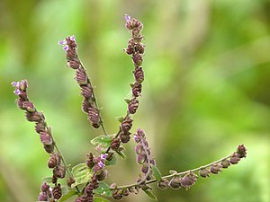 Sangbrei (Pogostemon purpurascens)