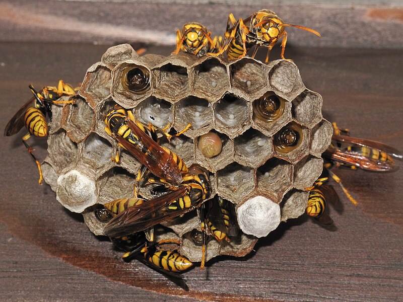 プロ監修 アシナガバチの巣を作らせない 駆除方法7ステップ 業者料金比較付き タスクル