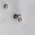 Pollens of Acalypha indica 2.jpg