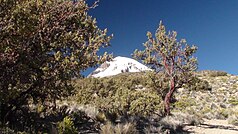 Polylepis in Sajama National Park