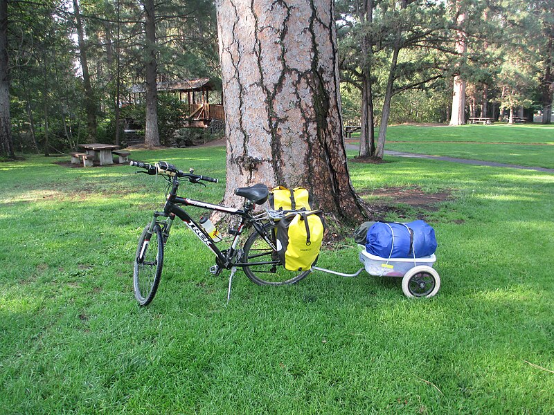 File:Ponderosa Pine in Sisters, Oregon, with bike for scale (7967324794).jpg