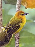 Ploceus princeps (Príncipe golden weaver) male