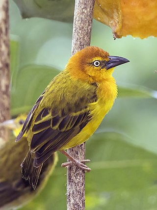 <span class="mw-page-title-main">Príncipe weaver</span> Species of bird