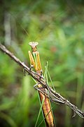 Praying Mantis near Fort Bragg, NC